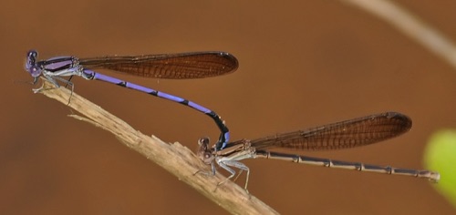 Pair in tandem (A. f. fumipennis)
2011_07_23_Stephens